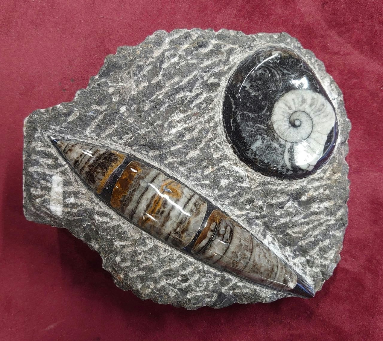 Ammonitt Fossil