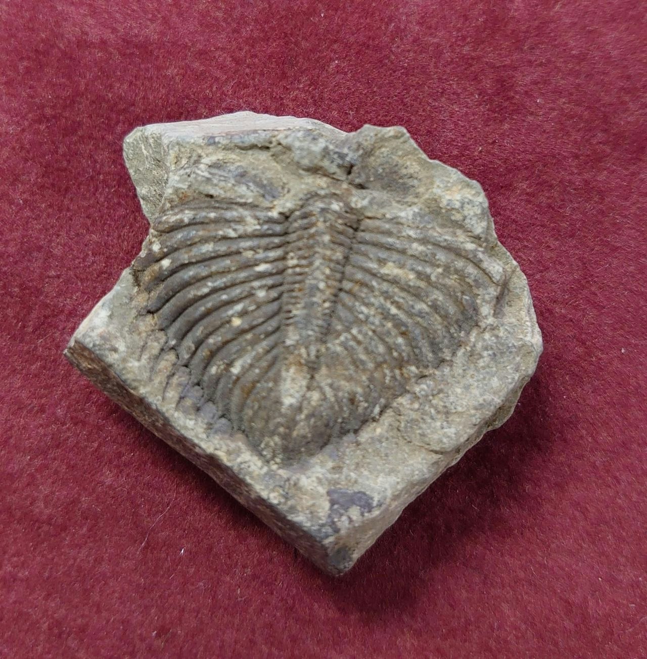 Trilobite fossil.