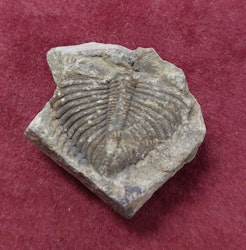 Trilobite fossil.