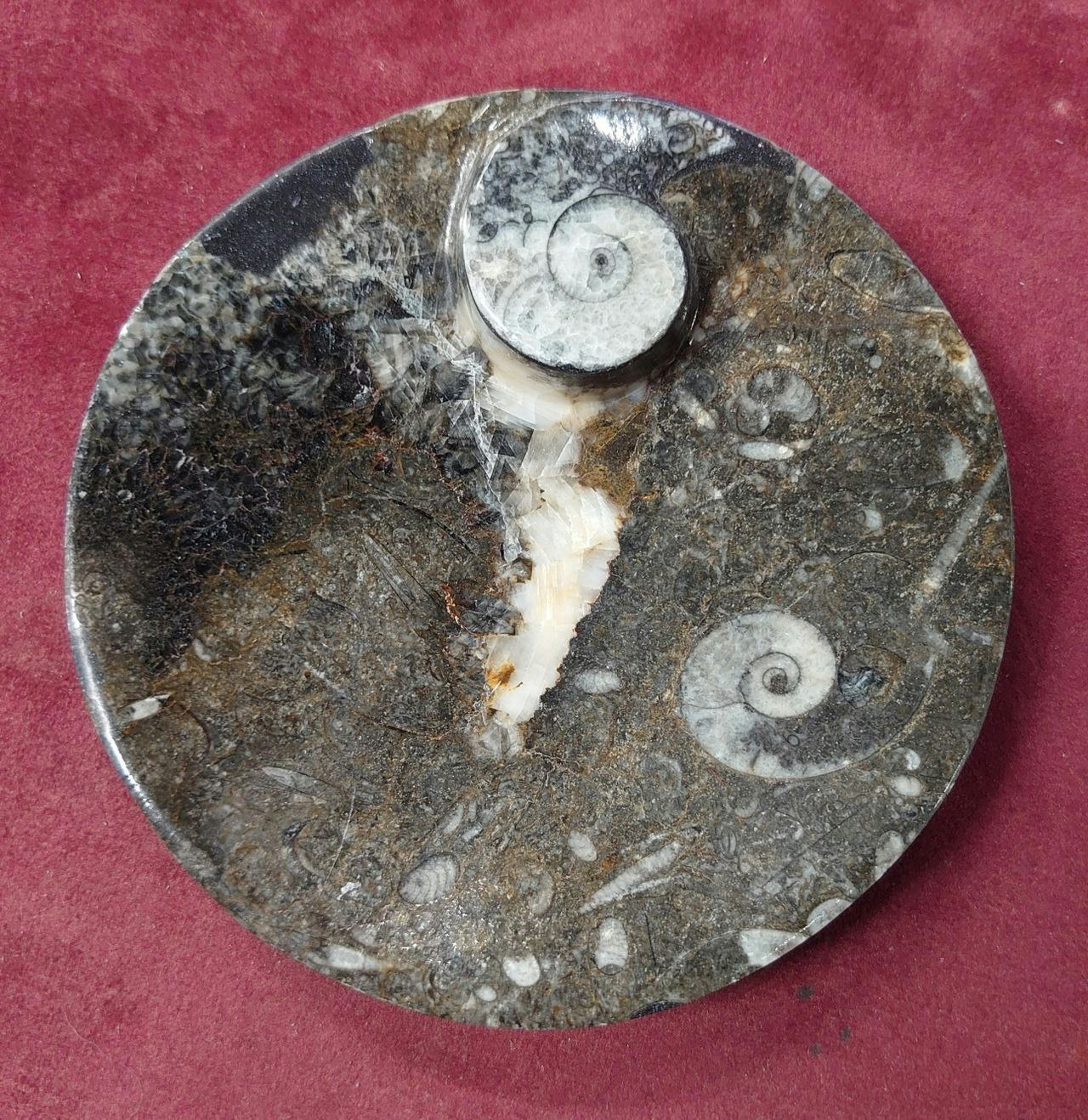 Ammonitt Fossil