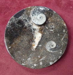 Ammonitt Fossil