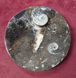 Ammonitt Fossil