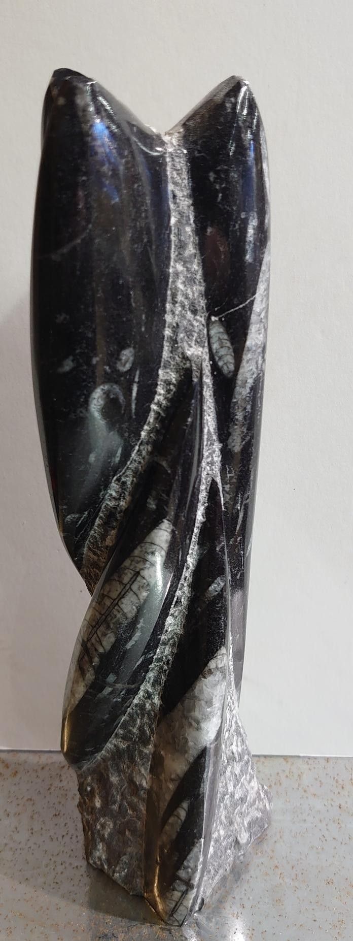 Orthoceras Fossil