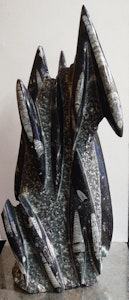 Orthoceras Fossil