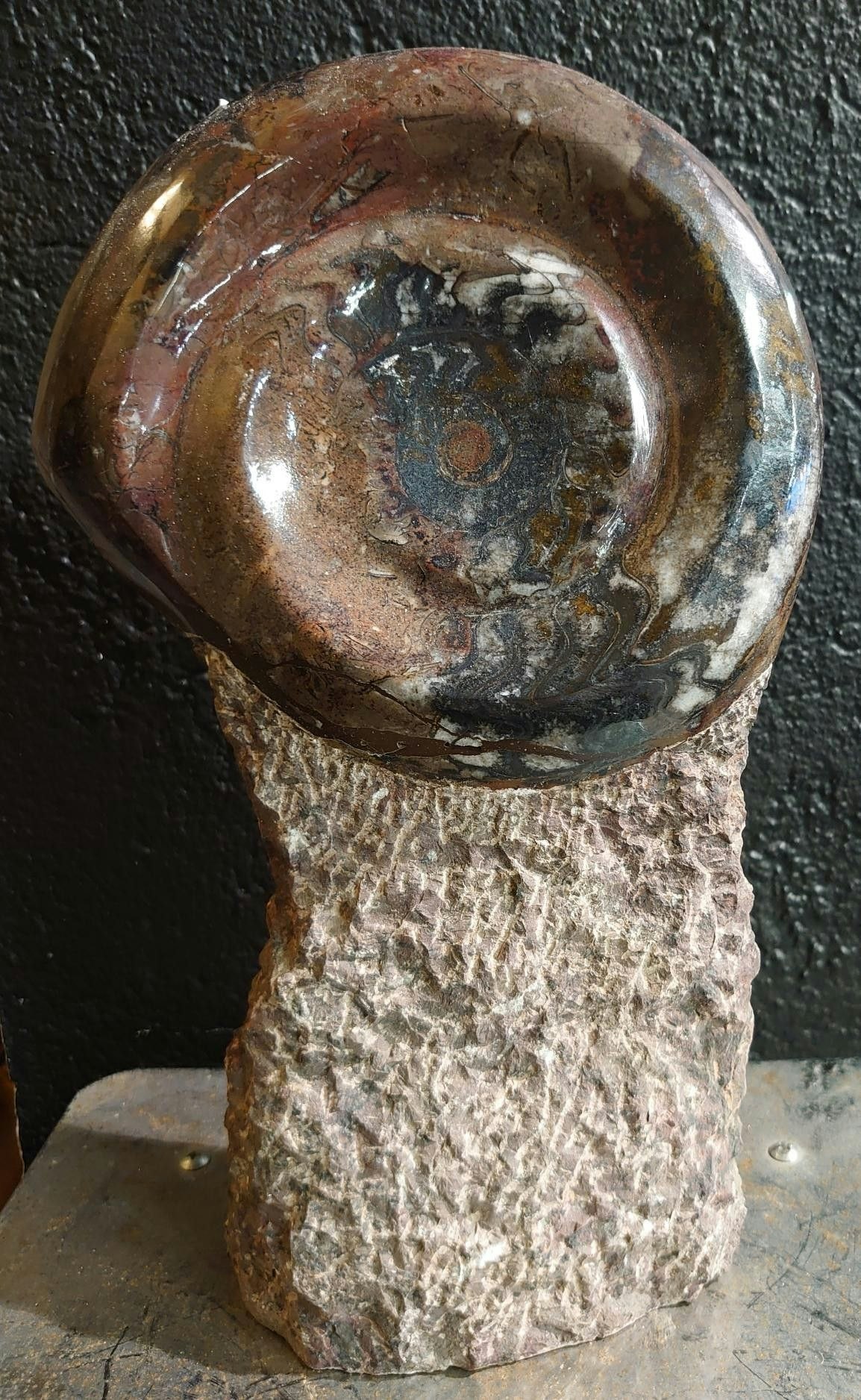 Ammonitt Fossil