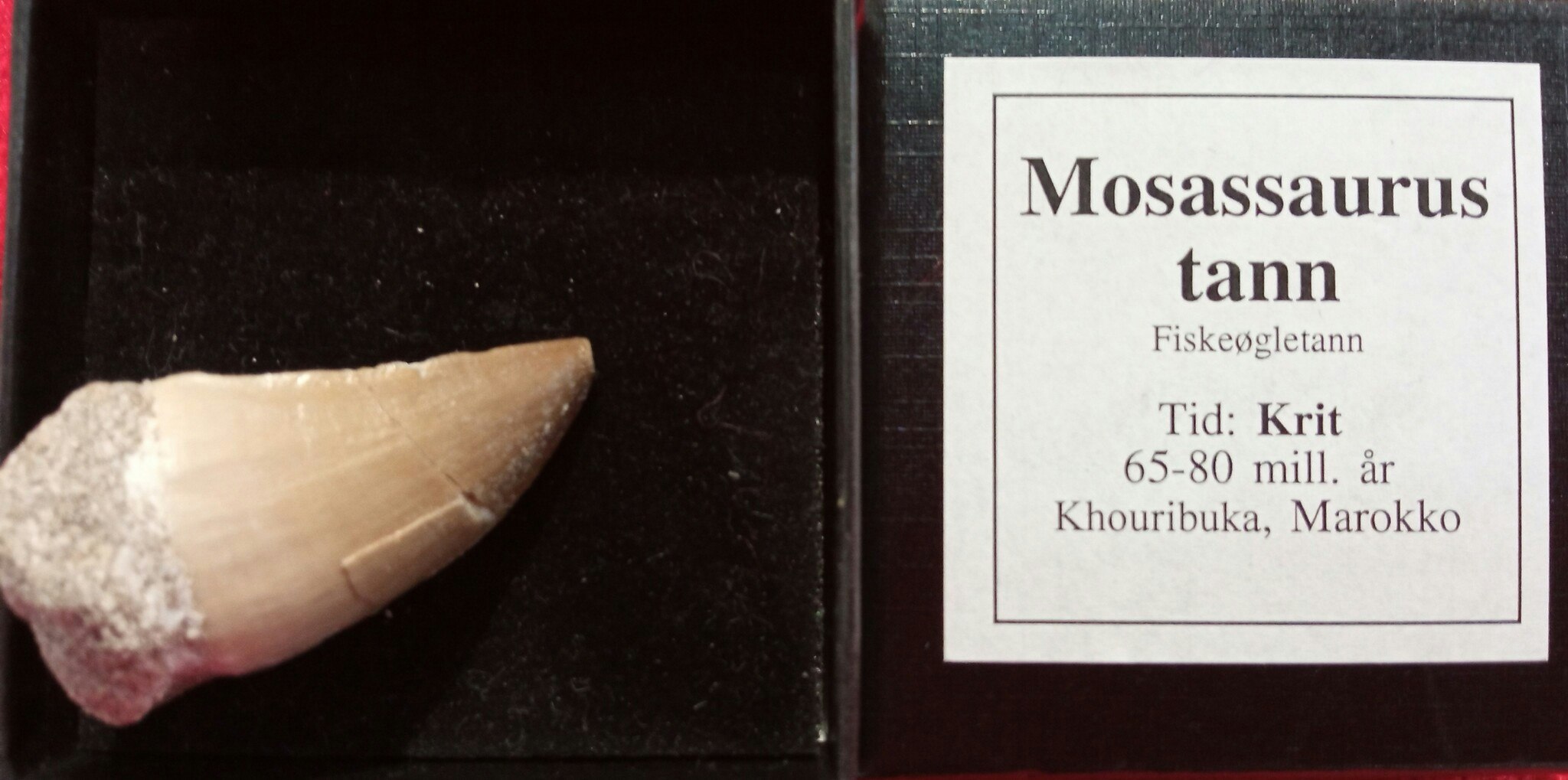 Mosassaurus tann, Fiskeøgle,fra Krit tiden