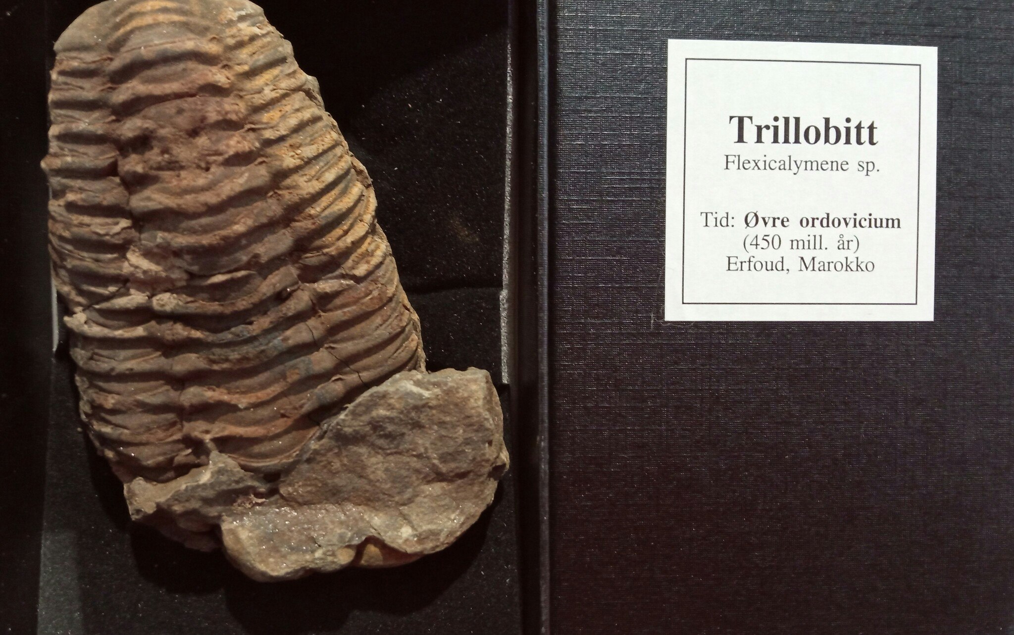 Trillobitt