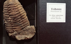 Trillobitt