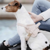 Kentucky Dog Harness Wool Beige