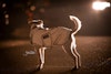 Kentucky Dogwear Dog Coat Reflective