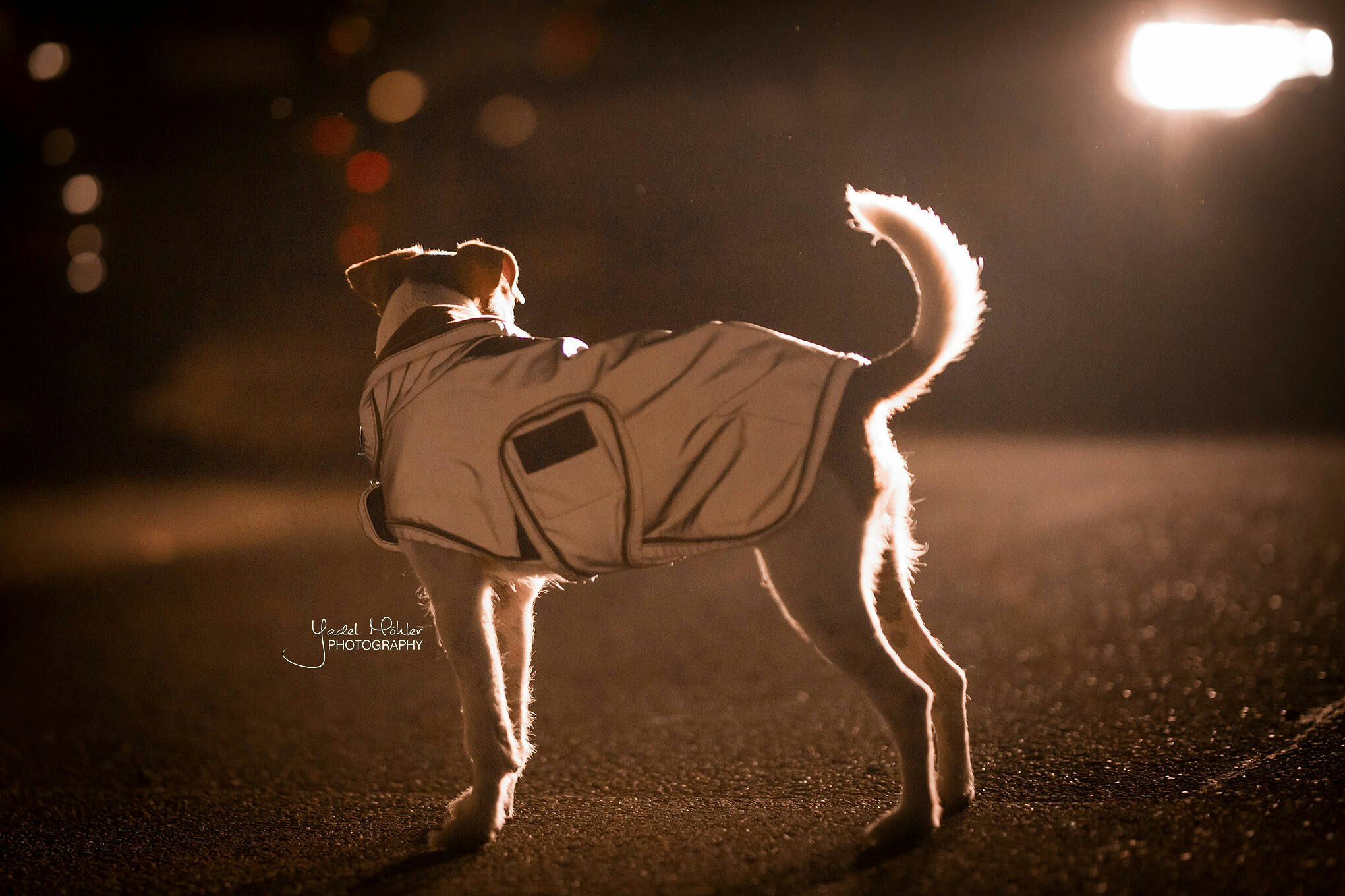 Kentucky Dogwear Dog Coat Reflective