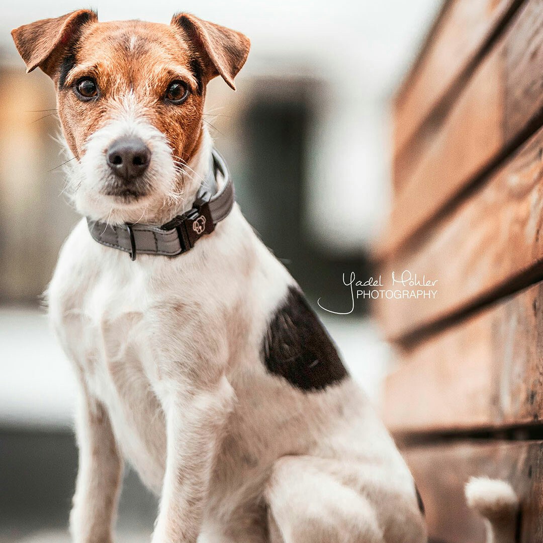 Kentucky Dog Collar Reflective