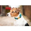 Kentucky Dog Collar Velvet Emerald