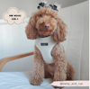 Dolly Teddy Adjustable Neck Harness