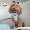 Dolly Teddy Adjustable Neck Harness