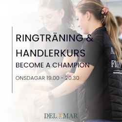 RING & HANDLERTRÄNING ONSDAGAR   “Become a Champion”  19.00 -20.30