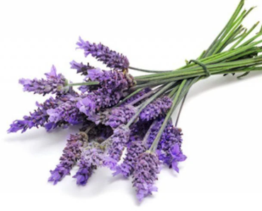 Hydrolat Lavendel 50 ml för Nosework