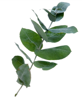 Hydrolat Eukalyptus 50 ml för Nosework
