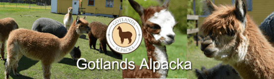 Gotlands Alpacka