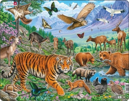 Amur tiger - Larsen