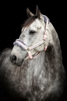 Grimma Horse Unique