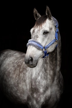 Grimma Horse Unique