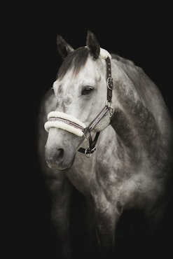 Grimma Horse Unique