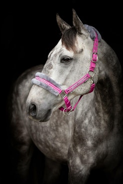 Grimma Horse Unique