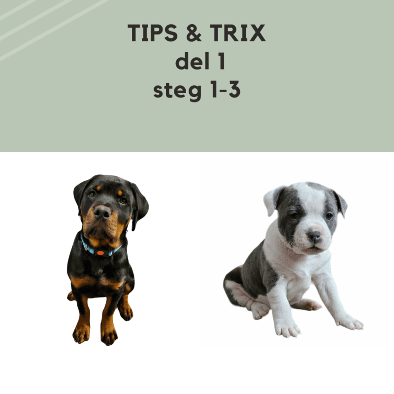 DEL 1 Tips & Trix - inför att valpen kommer hem!