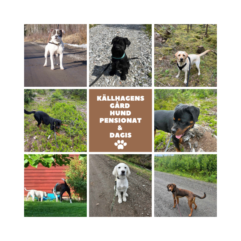 Källhagens gård Lindesberg har hund pensionat & Dagis