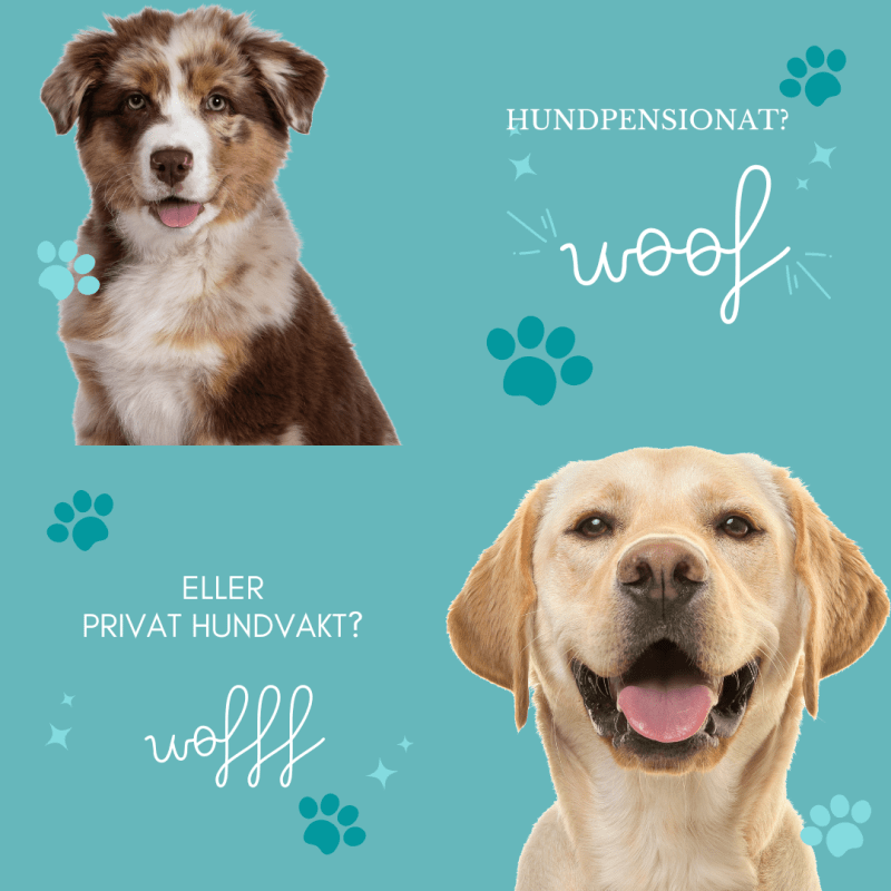 Hundpensionat VS Privat person?