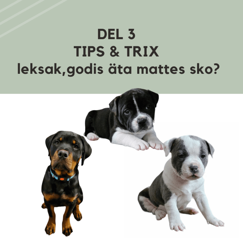 DEL 3 Tips & Trix
