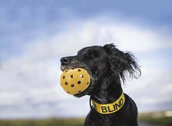 Boll med bjällra