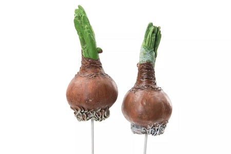 Blomsterlök stick, 9,5 cm