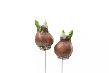Blomsterlök stick, 6 cm