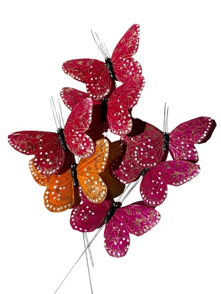 7-pack Golden mix