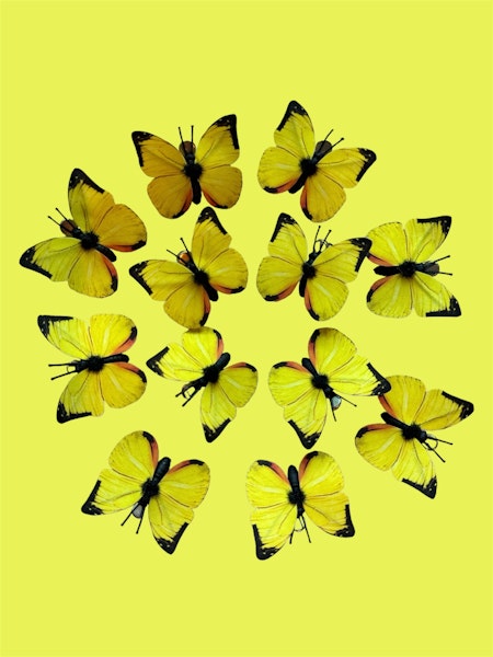 12-pack citronfjärilar 5 cm med clips