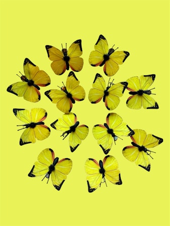 12-pack citronfjärilar 5 cm med clips