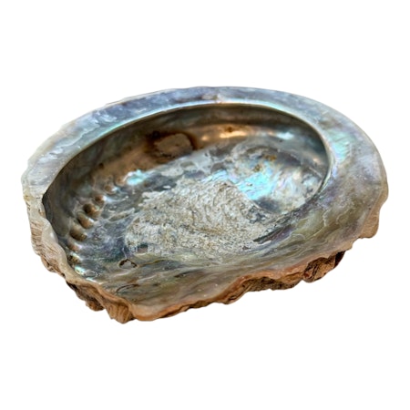 Snäcka Abalone Medium ~13-14cm