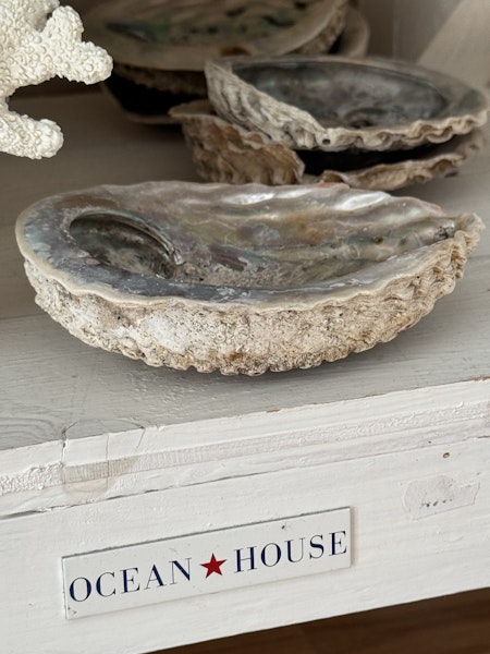 Snäcka Abalone Medium ~13-14cm