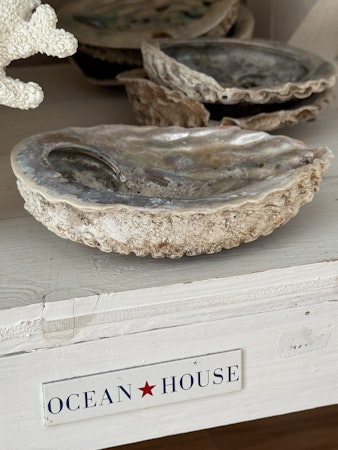 Snäcka Abalone Medium ~13-14cm