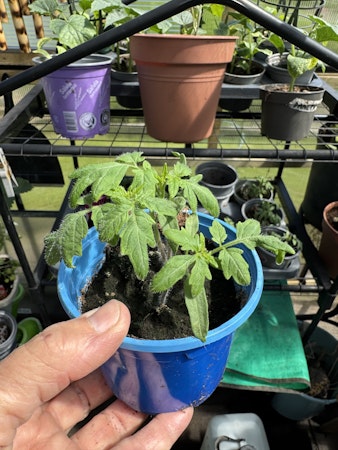 Tomatplantor Moneymaker