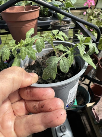 Tomatplantor Moneymaker