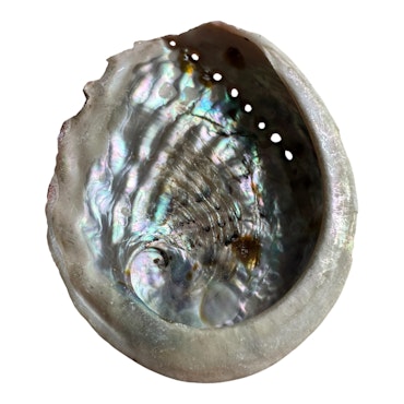 Äkta Abalonesnäcka 9,5x8 cm