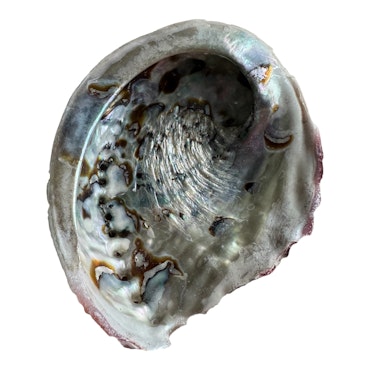 Äkta snäckskal Abalone 13,5x11 cm