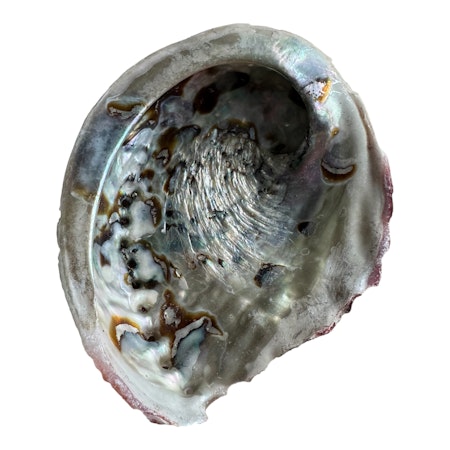 Äkta snäckskal Abalone 13,5x11 cm
