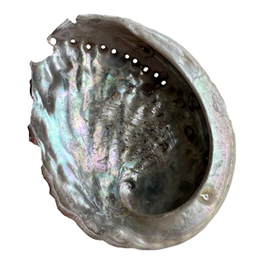 Äkta snäckskal Abalone 13,5x11 cm