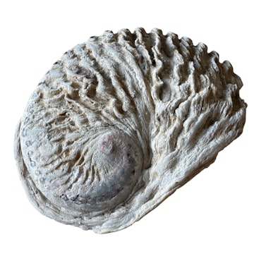 Abalone snäcka 12,7x10 cm
