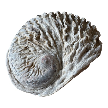 Abalone snäcka 12,7x10 cm