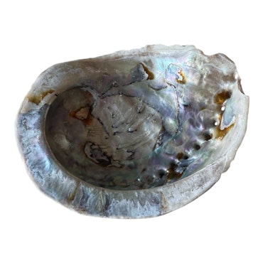 Abalone snäcka 12,7x10 cm